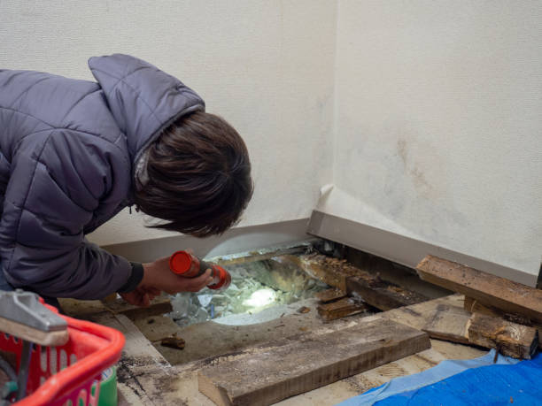 Best Attic Mold Removal  in East Brewton, AL