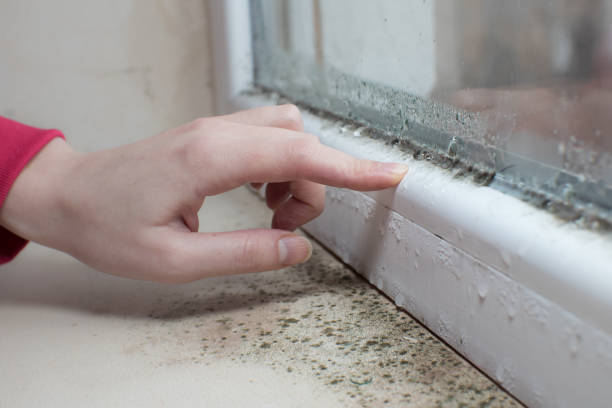 Mold Odor Removal Services in East Brewton, AL
